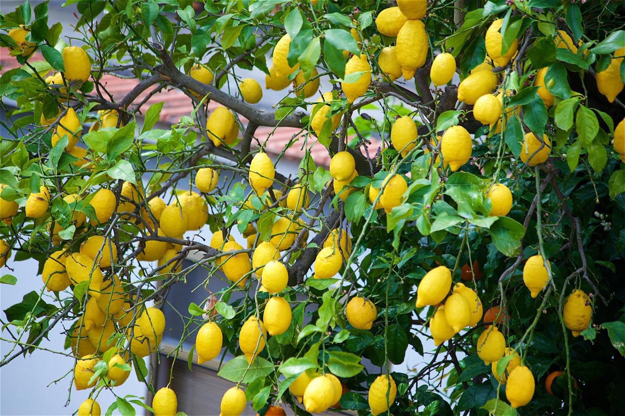 Bed and Breakfast Il Giardino Segreto Сорренто Екстер'єр фото
